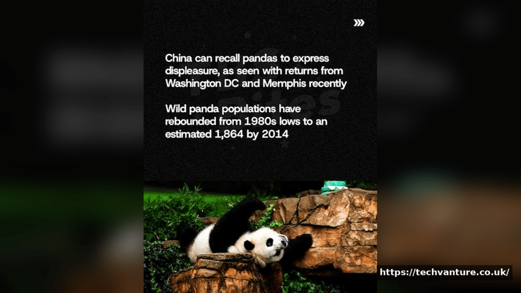 Why Buying a Panda Is Impossible (And What to Do Instead) Buying a Panda
