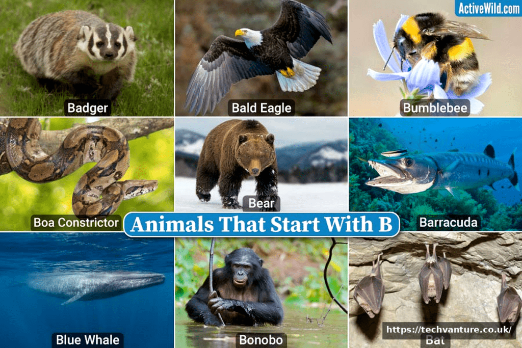 Amazing Animals That Begin With B: A Fun and Complete Guide Animals